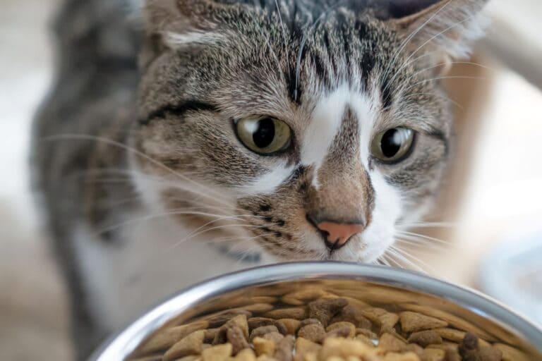 best-kibble-for-cats