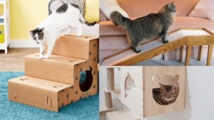 cat-access