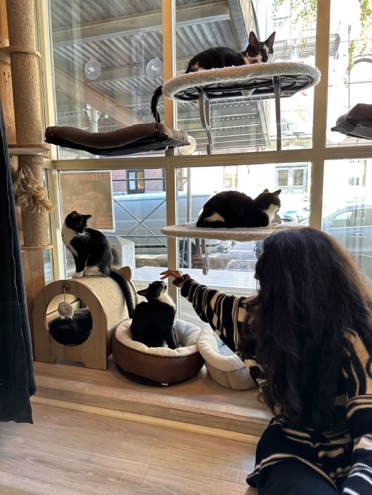 cat-cafe-valentines