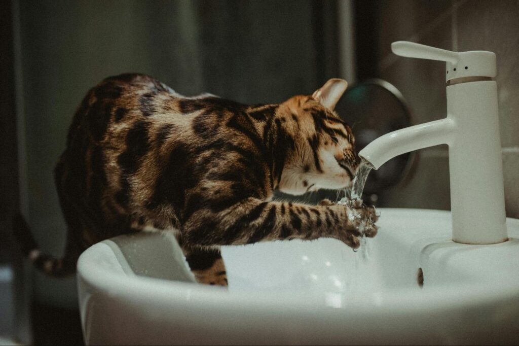 cat-drinking-water