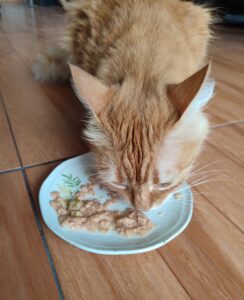 cat-eating-canned-food-hydration