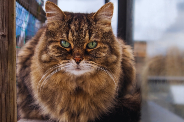senior-cat