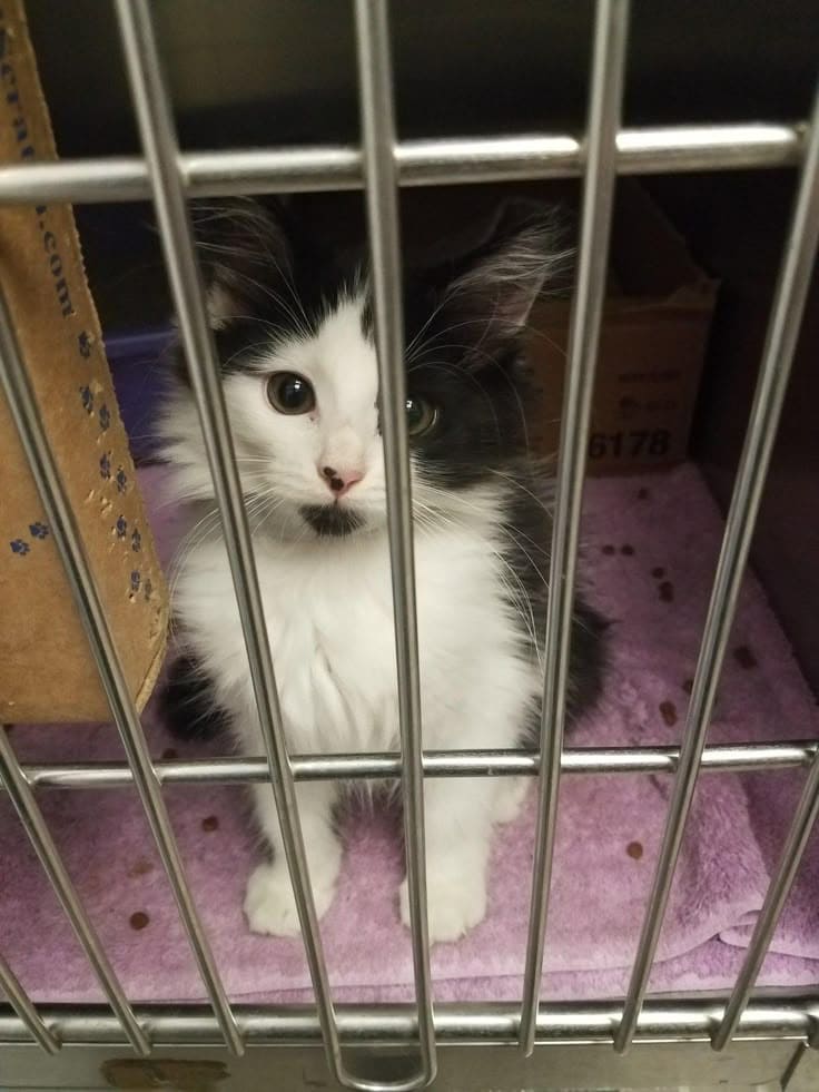 shelter-cat